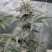 New Girls!