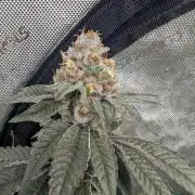 BeLeaf Mamas and Papas