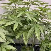 Sherbinskis: Polar Gelato x4 