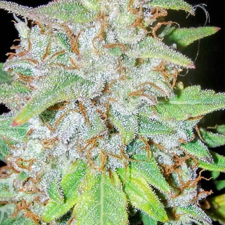Purple Repeater