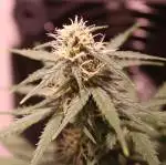 Micro grow 