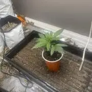 Mutant Genetics : Sapphire auto