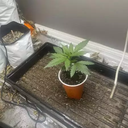 Mutant Genetics : Sapphire auto