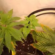 Sticky Broccoli Eternity GrowCup2026