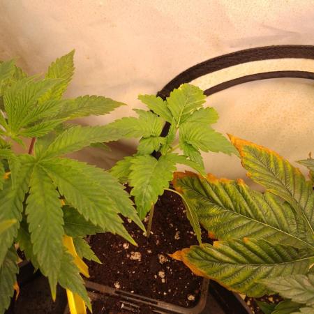 Sticky Broccoli Eternity GrowCup2026