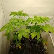 Sticky Broccoli Eternity GrowCup2026