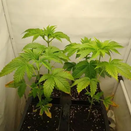 Sticky Broccoli Eternity GrowCup2026