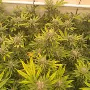Sour Fraise Messias Seeds Cuttings