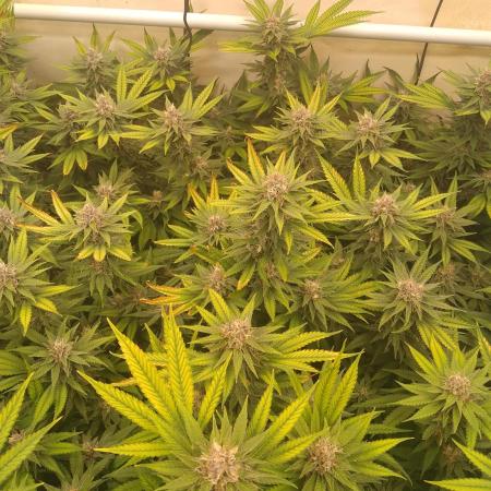 Sour Fraise Messias Seeds Cuttings