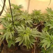 Sour Fraise Messias Seeds Cuttings