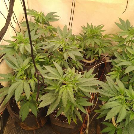 Sour Fraise Messias Seeds Cuttings