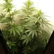 Mixed Pheno Hunt Small