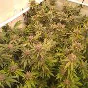 Sour Fraise Messias Seeds Cuttings