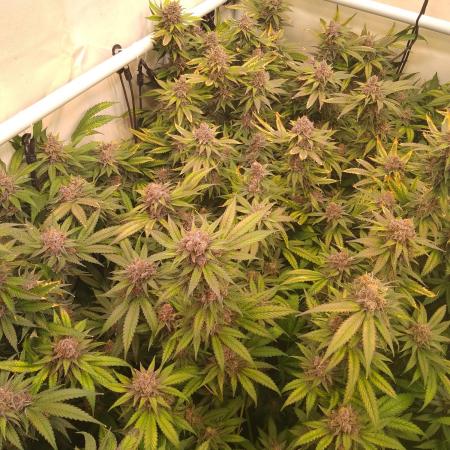 Sour Fraise Messias Seeds Cuttings