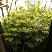 Black Cherry Cookies