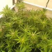 Sour Fraise Messias Seeds Cuttings