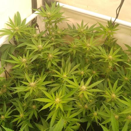 Sour Fraise Messias Seeds Cuttings