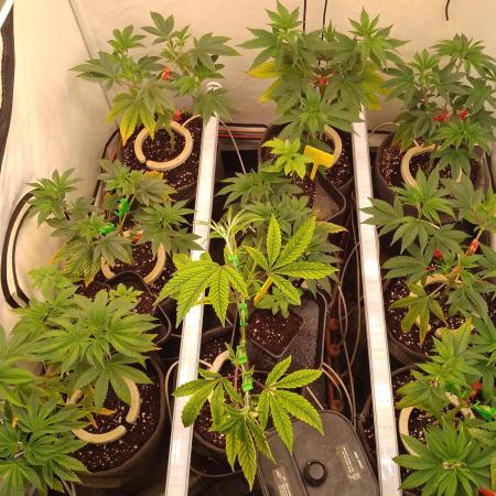 Black Cherry Cookies