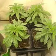 Mixed Pheno Hunt Small