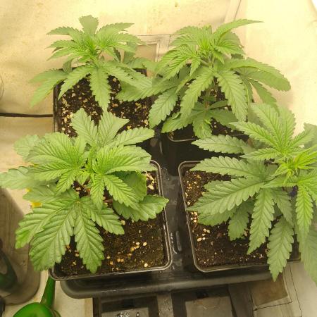 Mixed Pheno Hunt Small