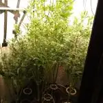 Tropicana Cookies Fresh Run