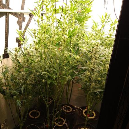 Tropicana Cookies Fresh Run