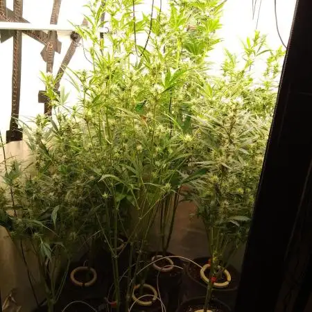 Tropicana Cookies Fresh Run