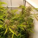 Tropicana Cookies Fresh Run