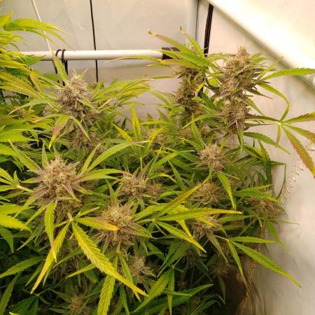 Tropicana Cookies Fresh Run