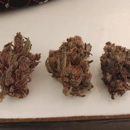 Ripper Seeds again K-Mintz& Radical Juice