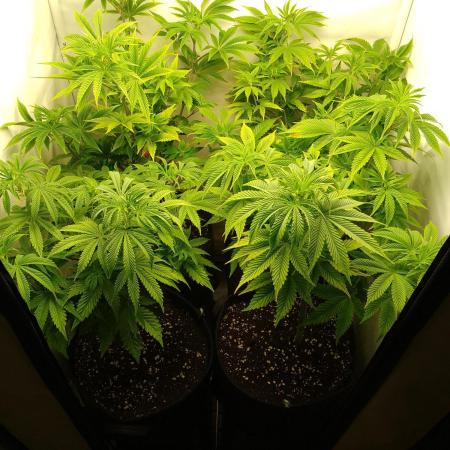 Sticky Broccoli Eternity GrowCup2026