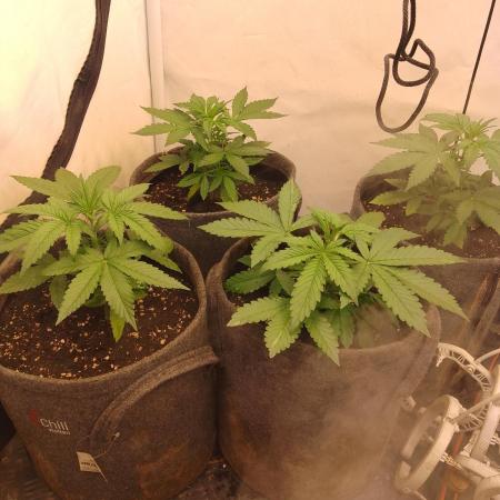 Tropicana Cookies Fresh Run