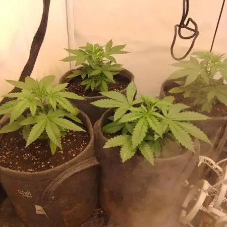 Tropicana Cookies Fresh Run
