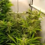 Tropicana Cookies Fresh Run