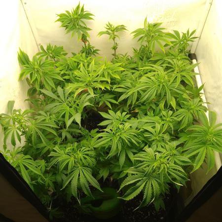 Sticky Broccoli Eternity GrowCup2026