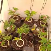 Black Cherry Cookies