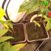 Sticky Broccoli Eternity GrowCup2026