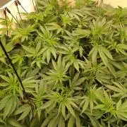 Sour Fraise Messias Seeds Cuttings