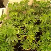 Black Cherry Cookies