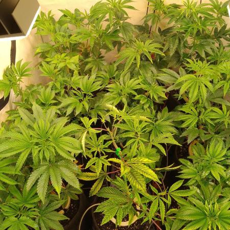 Black Cherry Cookies