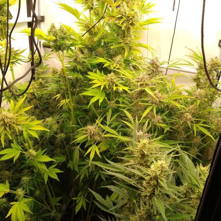 Tropicana Cookies Fresh Run