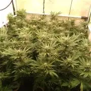 Sour Fraise Messias Seeds Cuttings