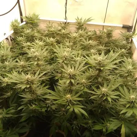 Sour Fraise Messias Seeds Cuttings
