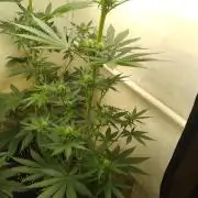 Mixed Pheno Hunt Small