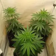 Mixed Pheno Hunt Small
