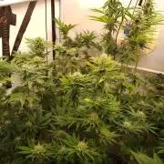 Black Cherry Cookies