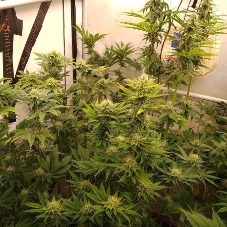 Black Cherry Cookies