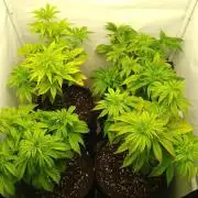 Sticky Broccoli Eternity GrowCup2026