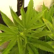 Black Cherry Cookies