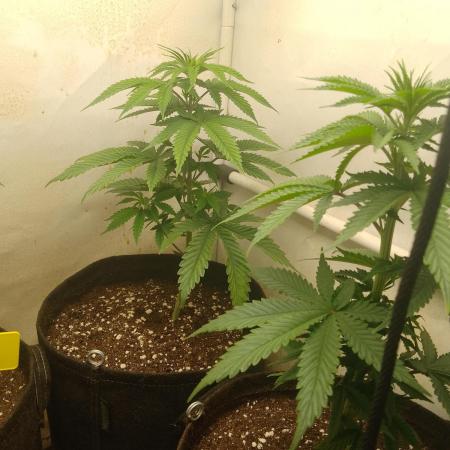 Mixed Pheno Hunt Small